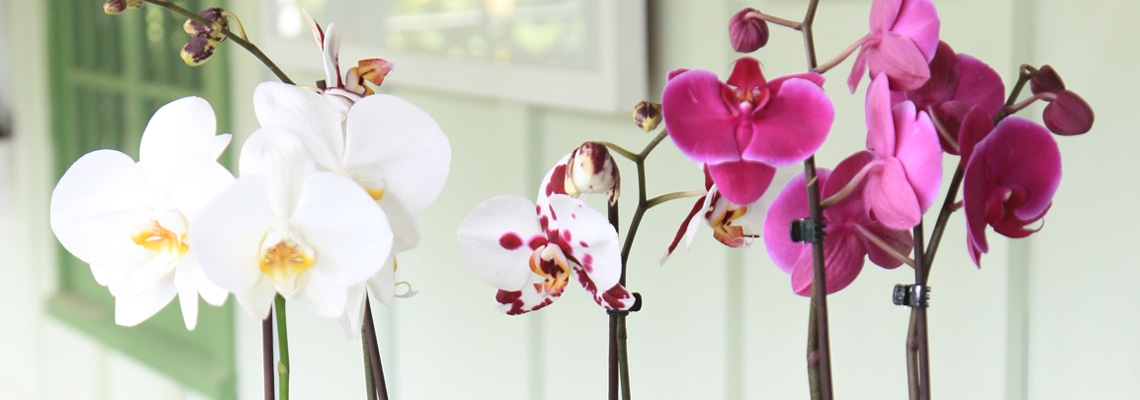 Orchid Banner Image0.jpg